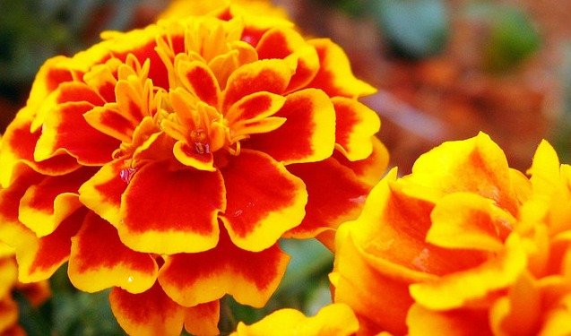 marigold