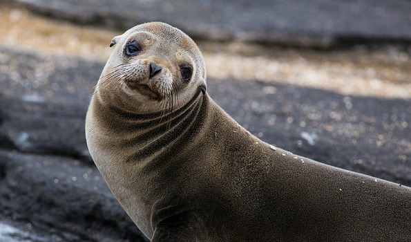 seal