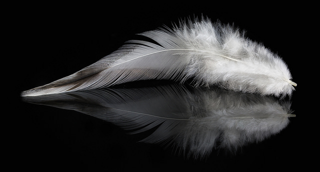 feathers