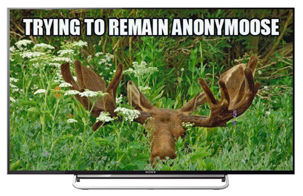 anonymoose